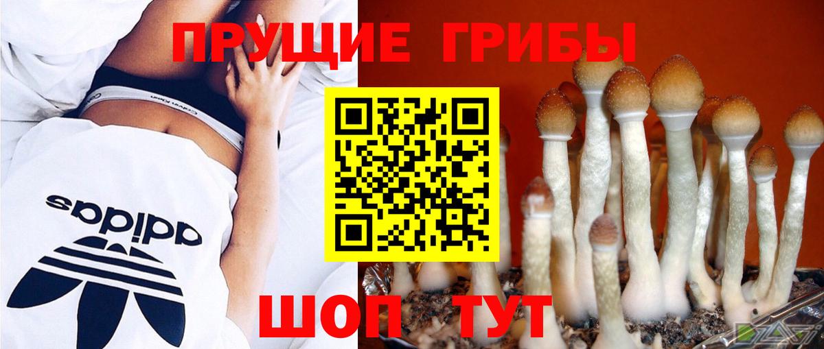 Малгобек  Псилоцибиновые грибы Psilocybe  Галлюциногенные грибы Cubensis  цена наркотик  Вход с VPN 